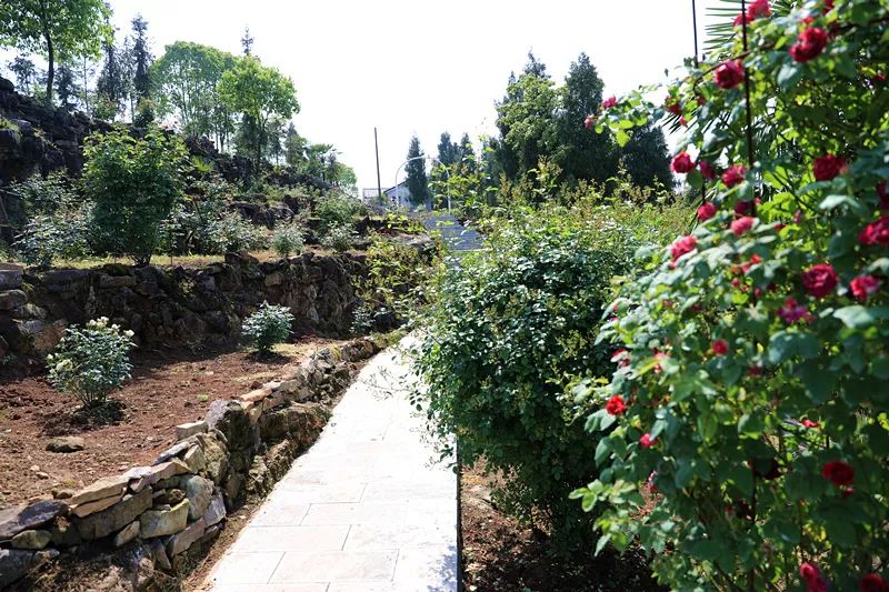 等花卉鉴赏2,月季品种及种植技术科普地址:土城乡花栗树村八组电话