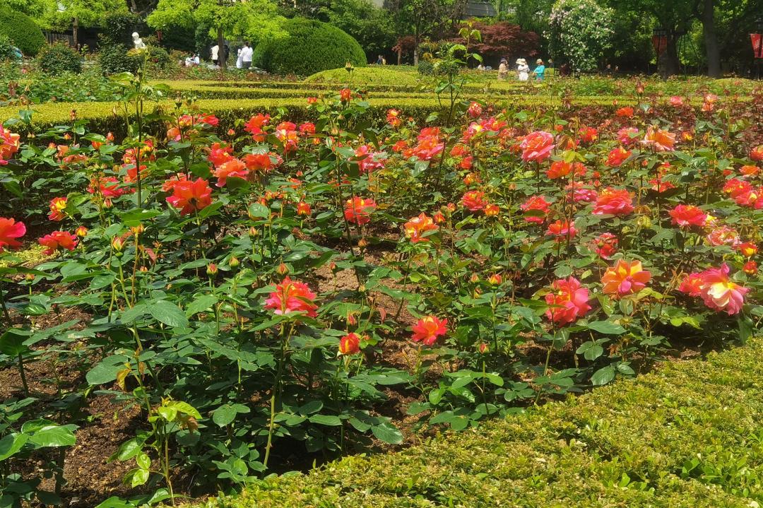 图说黄浦月季花满暮春时