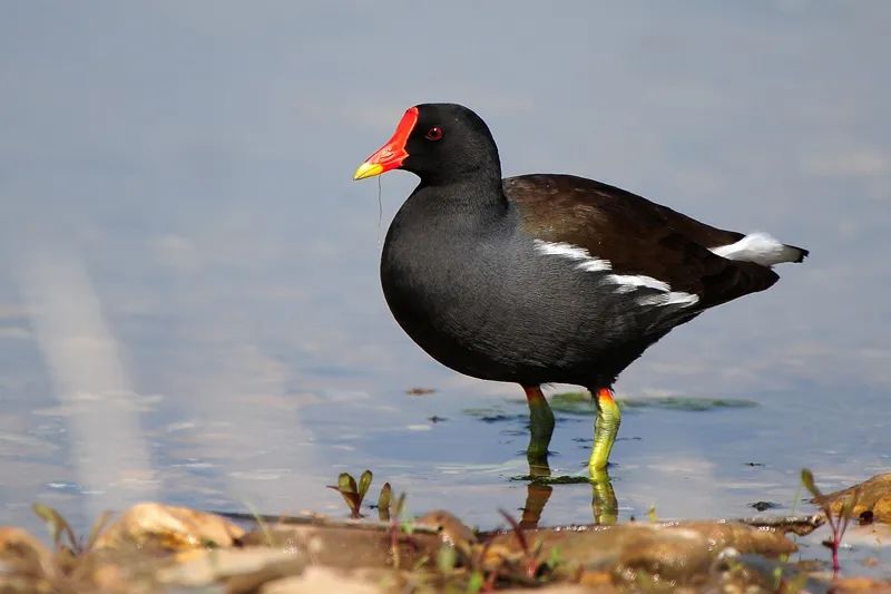 尾下覆羽中央黑色,两侧白色嘴红色,嘴尖端黄色,而脚是绿色黑水鸡头,颈