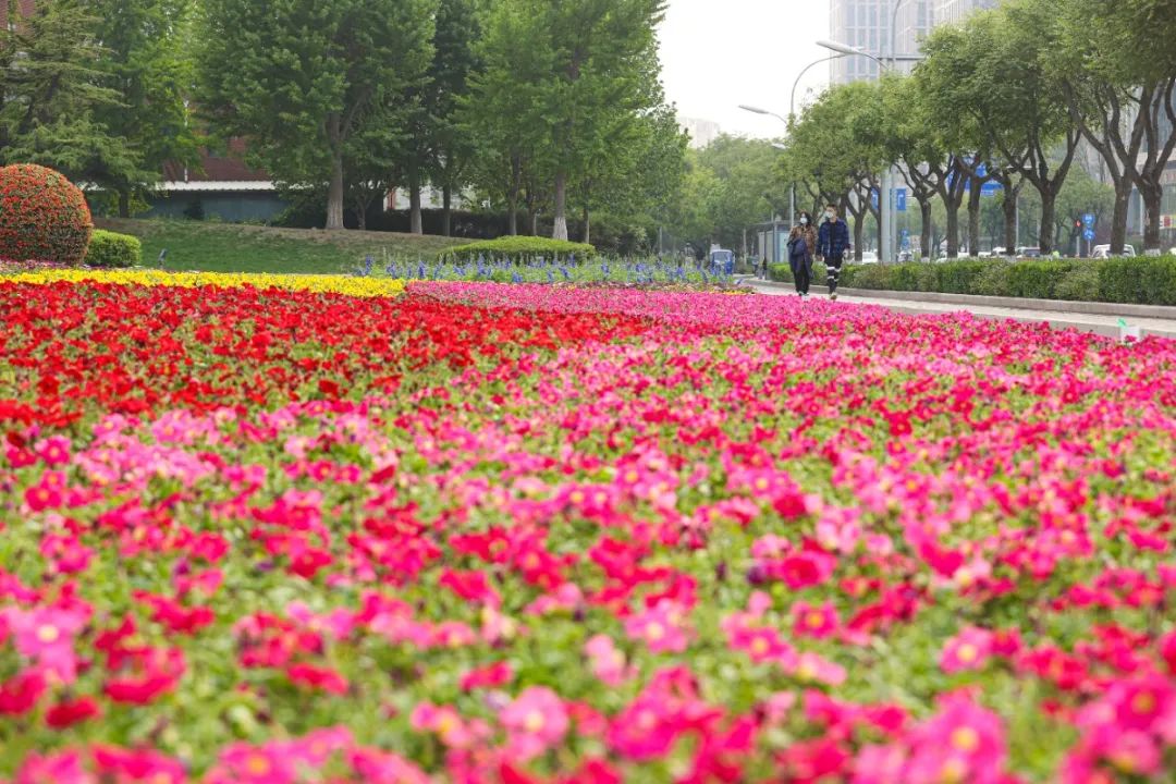 北京五一花坛花卉图片