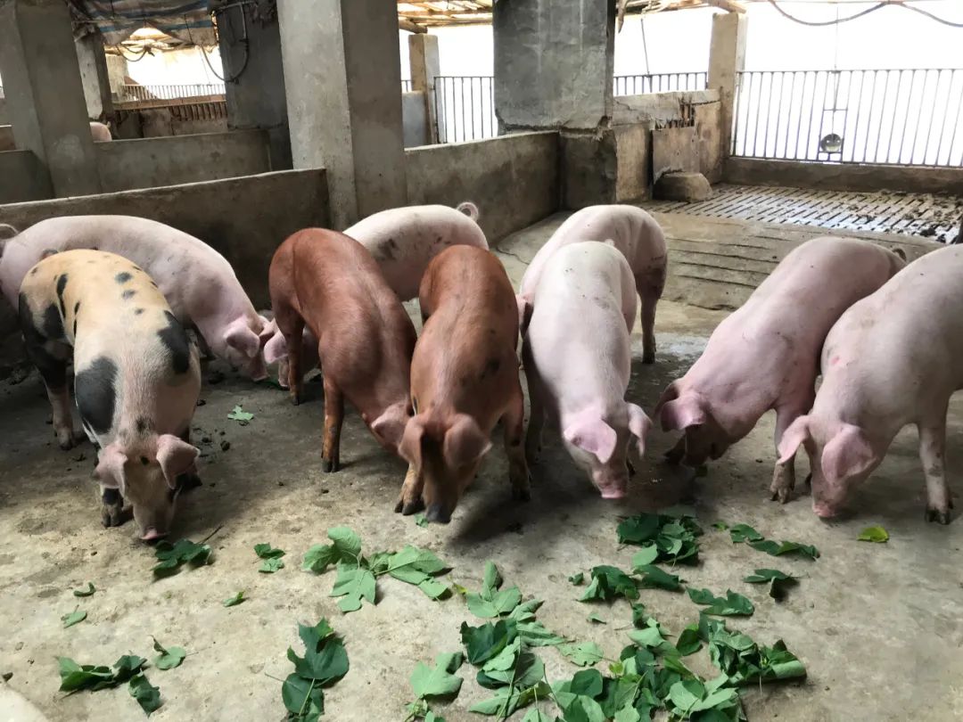 吃中药材,睡"小单间",新余水西"构树猪"养殖不简单