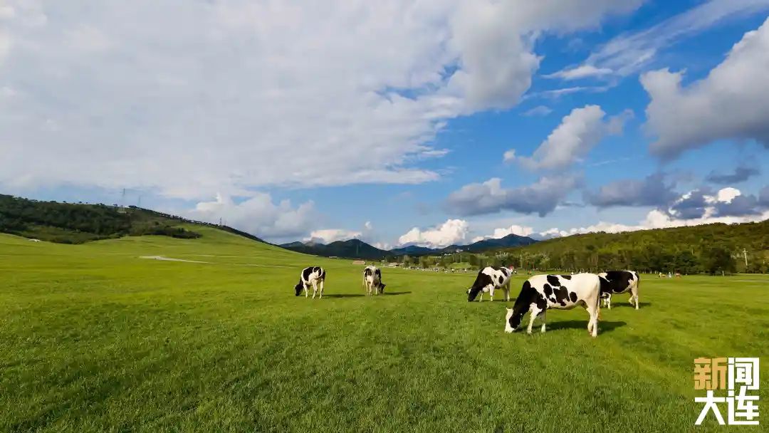 新闻大连在高新区  寻找陆海间的城市之美 " 五一"期间,三寰牧场将