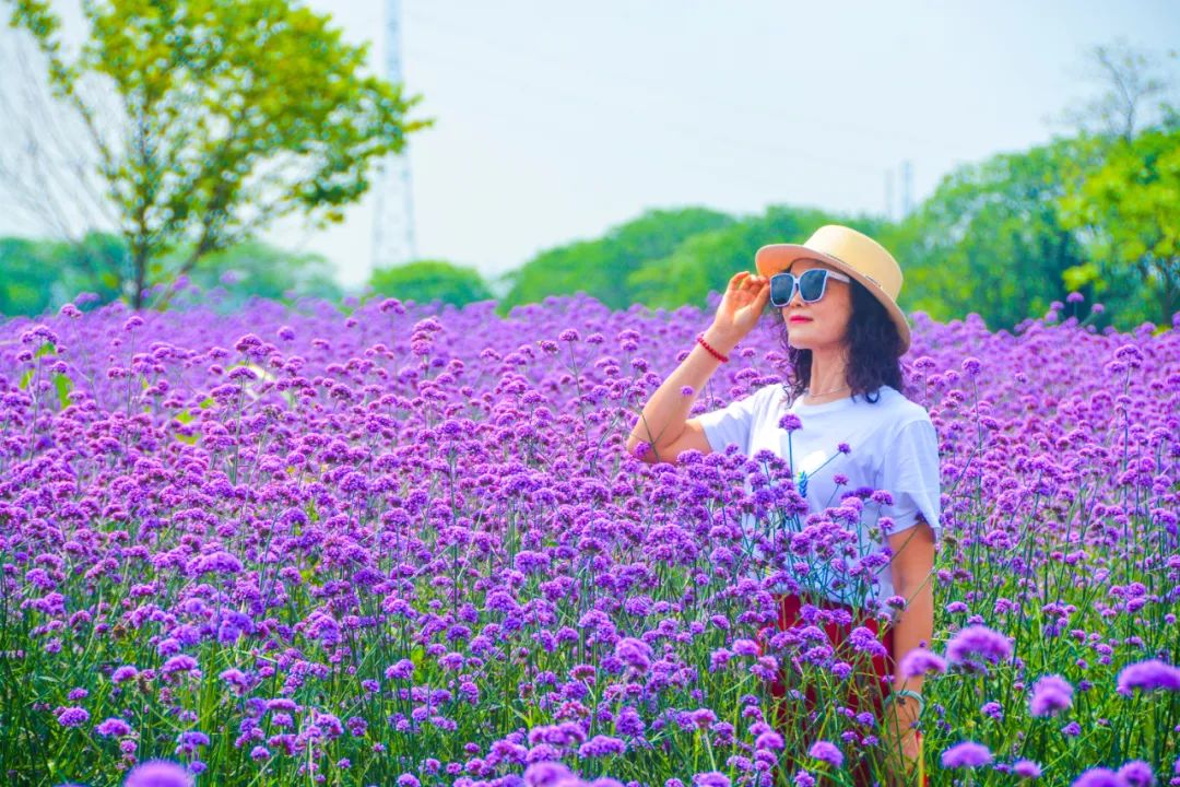赶紧抓住尾巴都是柳叶马鞭草的最佳观赏期从现在起到5月底浪漫至极,美