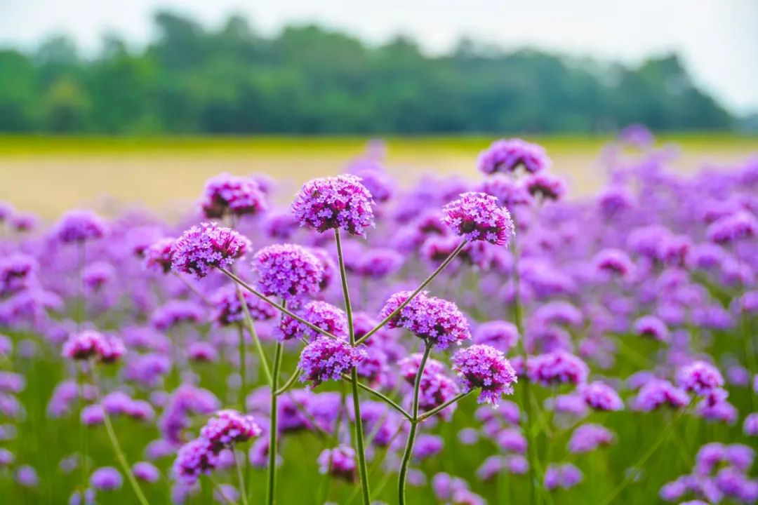 紫色马鞭草怒放南海近7万㎡花海浪漫上线