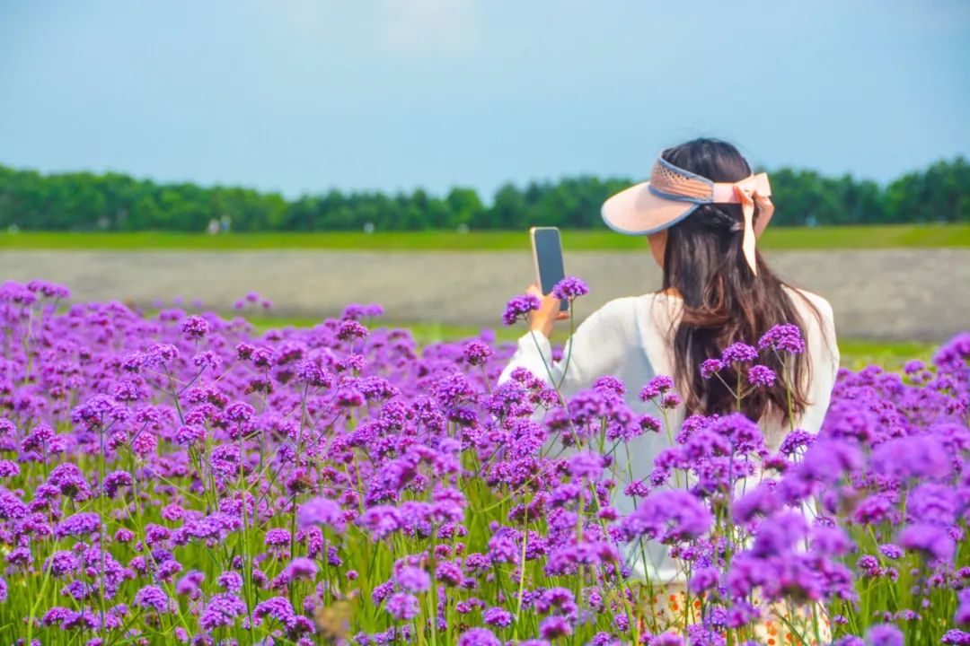 紫色马鞭草怒放南海近7万㎡花海浪漫上线