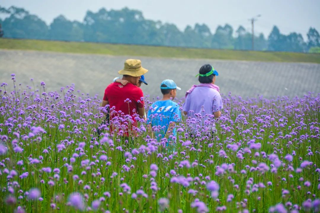 紫色馬鞭草怒放南海近7萬㎡花海浪漫上線