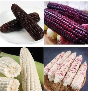 广阔田野玉米香