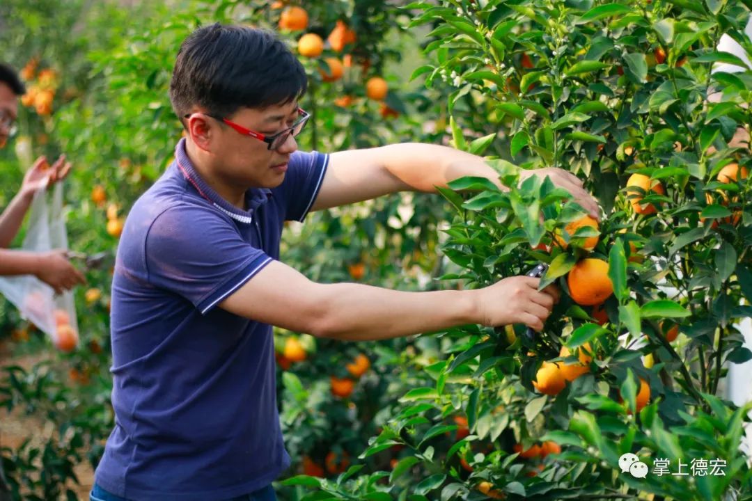 今年受疫情影响,沃柑销路成了摆在果农们面前的难题,整个采摘季后移.