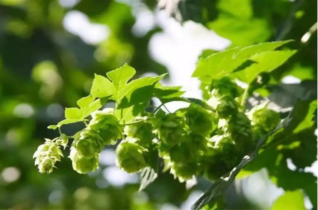 黑土地里开出啤酒花梅里斯嫩江流域高效生态农业示范区引入啤酒花种植