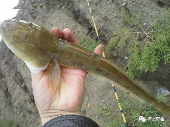 塘鳢鱼是江南人家个精品,伊也叫土婆,早春辰光,塘鳢鱼拿自家养得滚壮