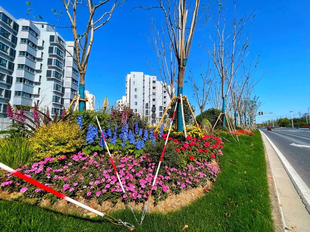 增色又添景新片区道路景观再提升花境营造美丽街头