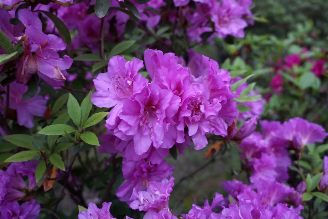 杜鵑花正值觀賞期,遊園時別錯過