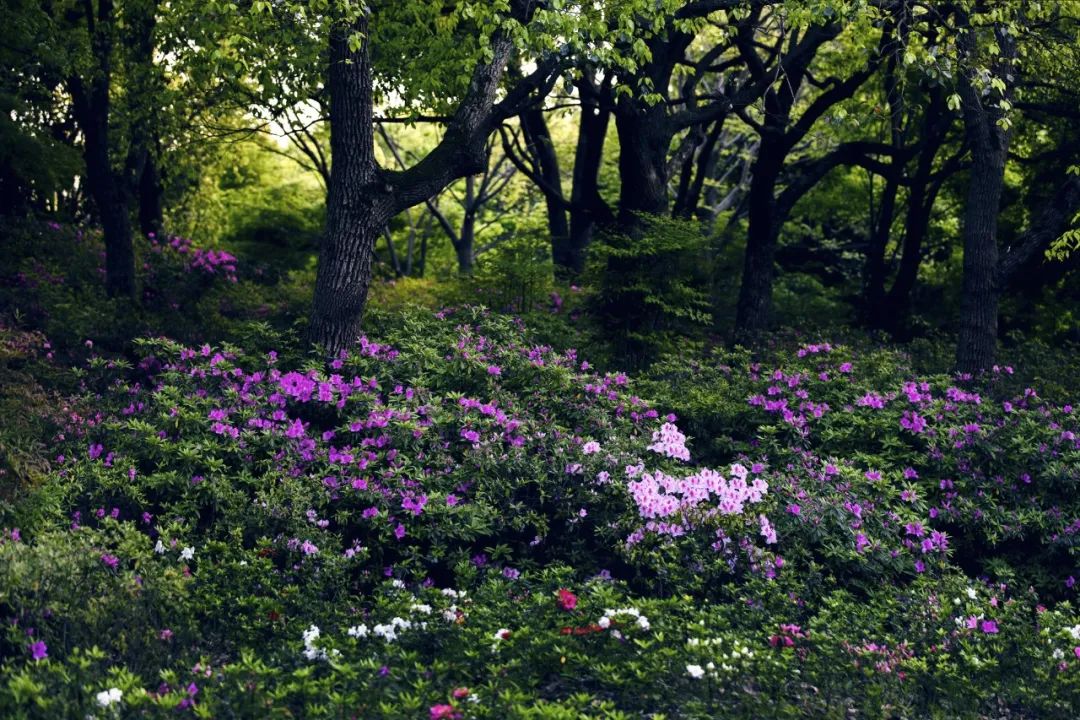 上海濱江森林公園的杜鵑園是全國城市公園裡最大的杜鵑專類園,在2021