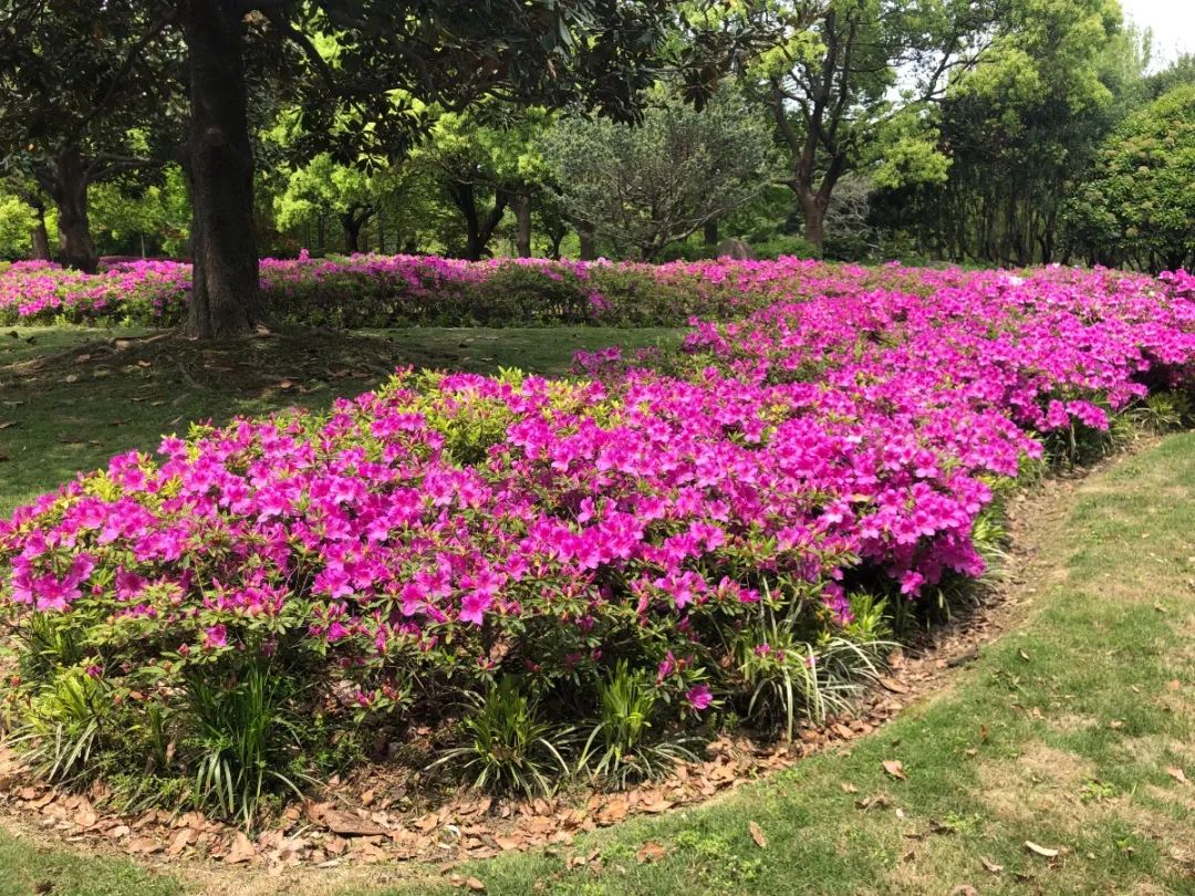 地址:楊浦區長陽路1111號交通:地鐵12號線至江浦公園顧村公園地址