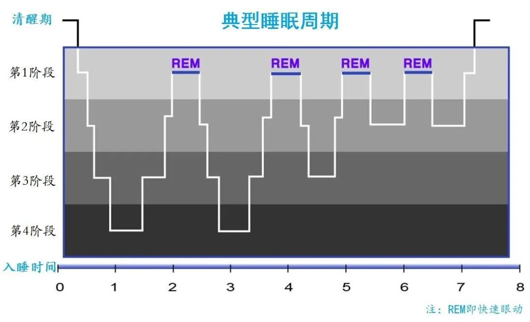 在每次90分钟到110分钟的循环期间,先是nrem睡眠占上风,然后被rem睡眠