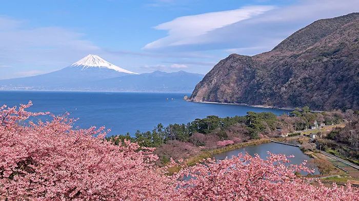 下图:伊豆大岛的茶花节.