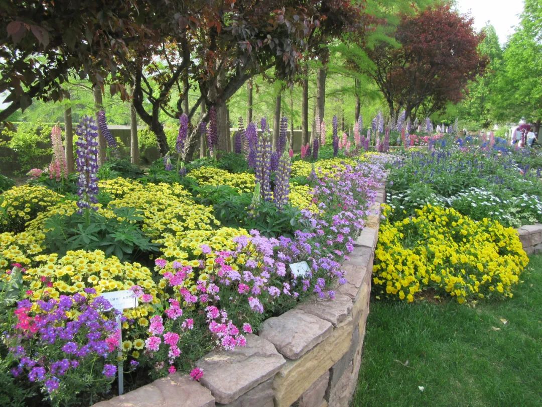 花丛花坛花境主要展示植物的自然美,选用色彩淡雅美女樱品种做前景