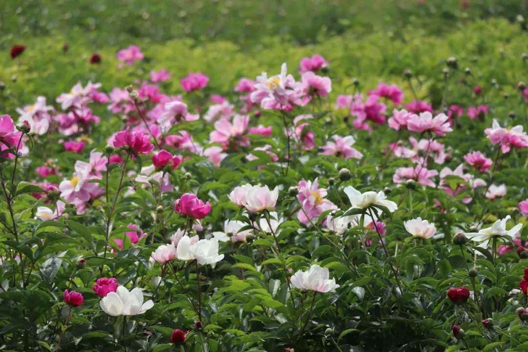 五一小長假菏澤曹州牡丹園迎來芍藥賞花小高峰