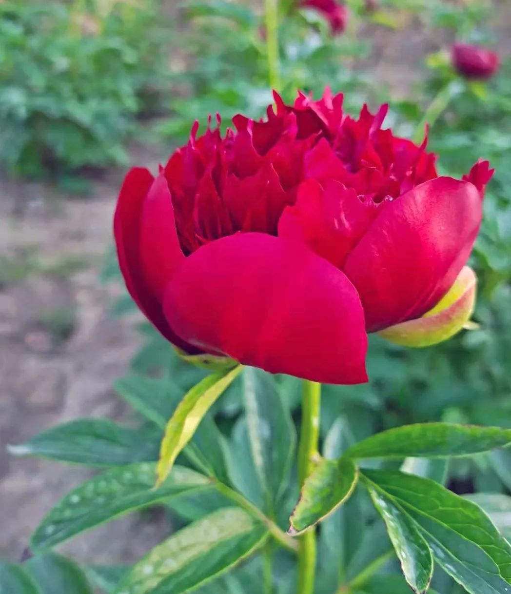 伊藤牡丹亮相2021上海国际花展