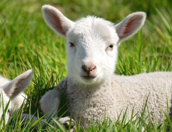 600_461gif 动态图 动图