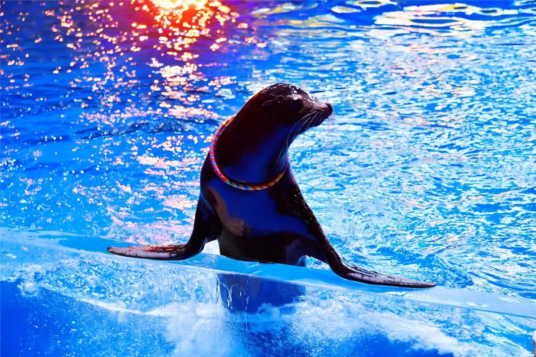 2021年"花开有声·鲸喜来袭"文化旅游季鄂尔多斯海洋馆白鲸海豚首场