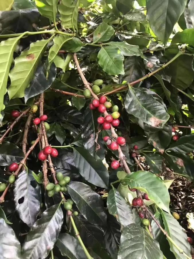 西藏种出的夏威夷果,真香!