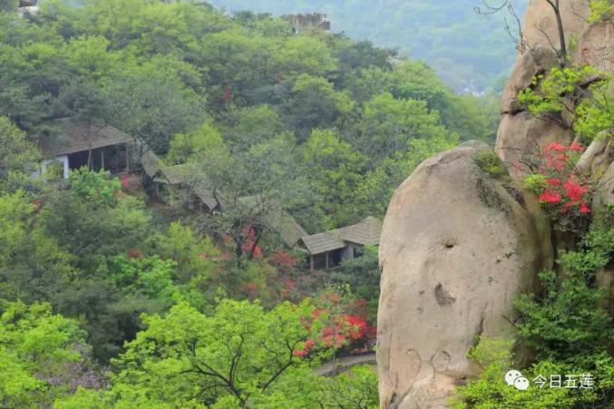 错过再等一年 五莲杜鹃花开成海