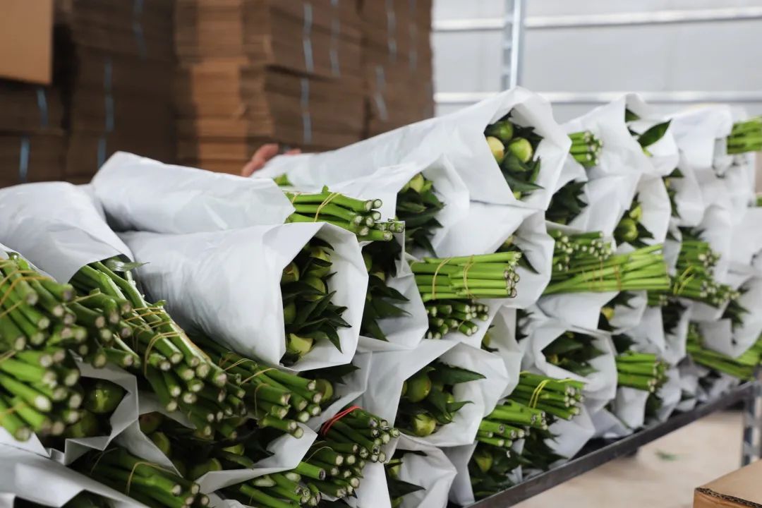 在忙着整理芍药鲜切花,切下来的芍药经过分拣,清洗,包装,冷藏等环节送