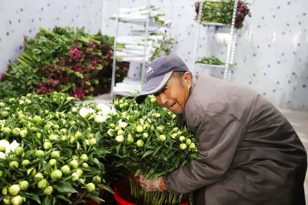 订单接到手软峰峰鲜切花基地为乡村振兴锦上添花
