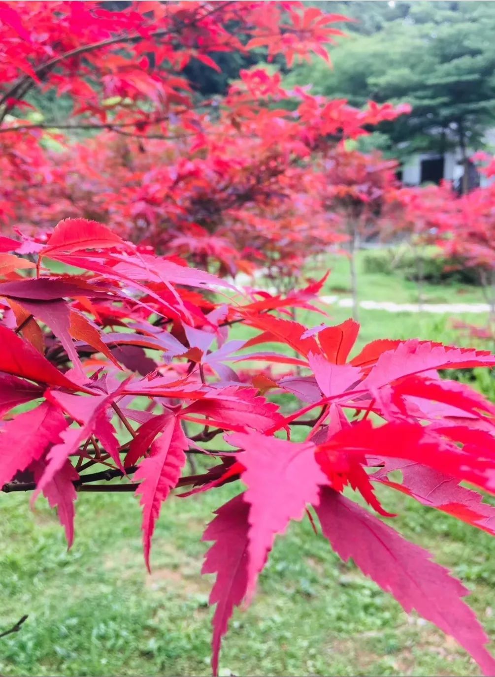 红叶树开花图片图片