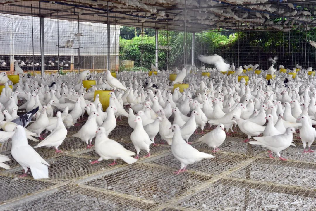 海口这家店永远不会放鸽子