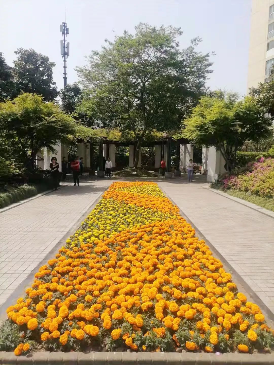 绿草打造喜庆元素的主题绿雕;平面布置运用曼妙流畅线条再配以一串红