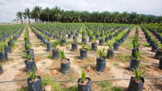 走出“囚徒困境”，寻找中国可持续棕榈油主流化的路线图