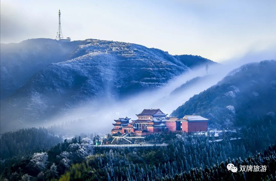 杜鹃花开哪里赏央视邀你去阳明山