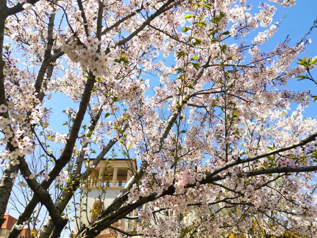 丰满的绿意,开阔有序的草地,充满诗意的花境,为春天的半岛美庐诠释了