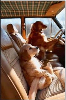 不过狗子开车自驾游还是很开心呢!