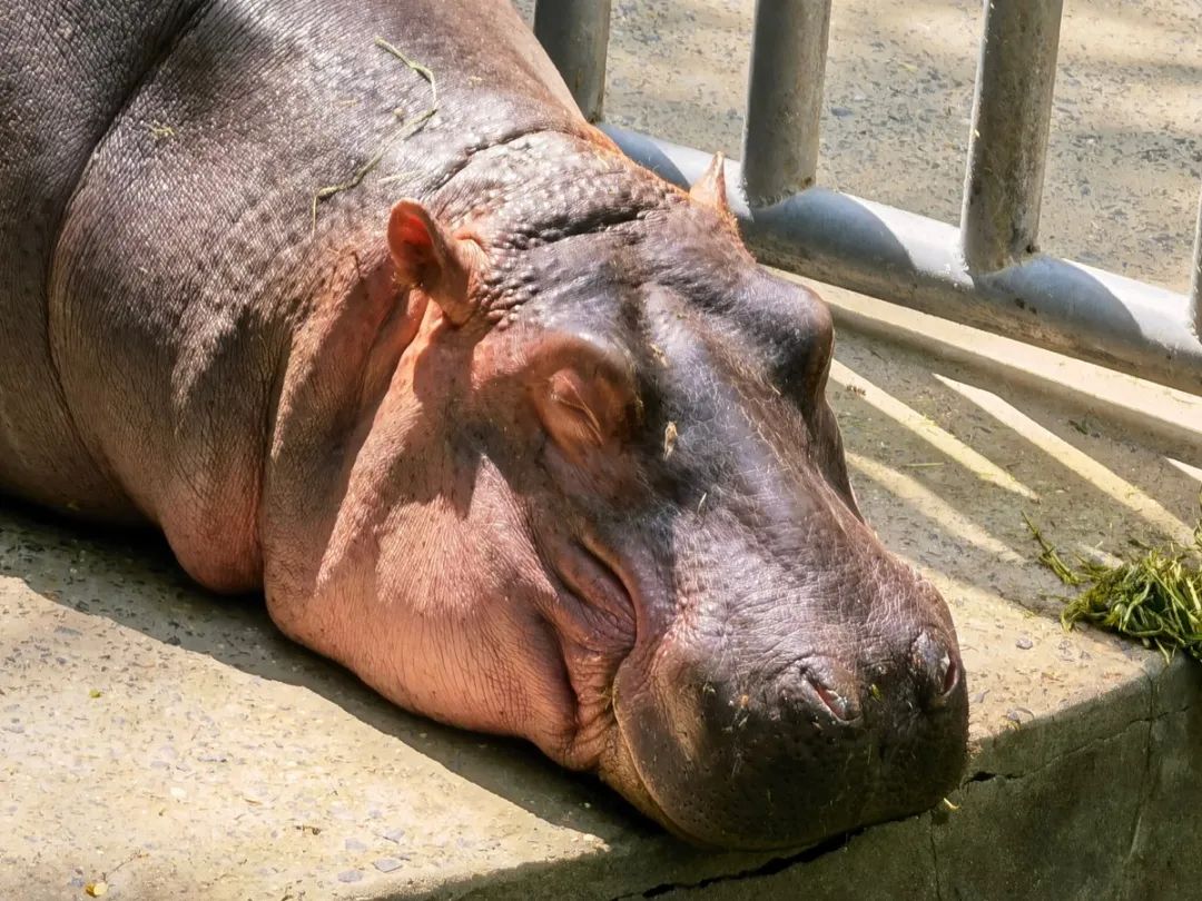 天气转暖上海动物园河马也回归户外啦