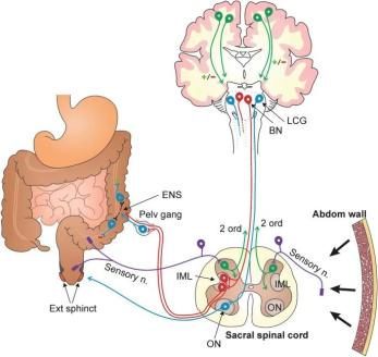 复杂的排便反射当然,这个条件适合还得看人,你觉得适合那就是适合,无