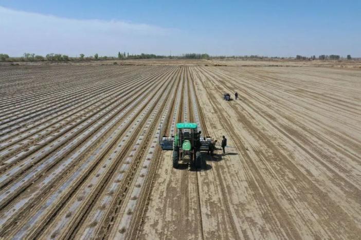 棉农在喀什地区莎车县播种"中棉所127"品种棉花(4月11日摄,无人机