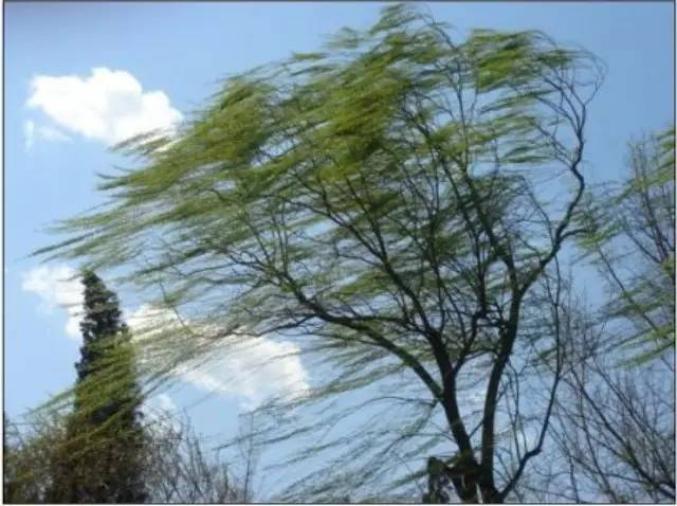 社会单位和公众要密切关注气象部门发布的天气预报和大风预警信息