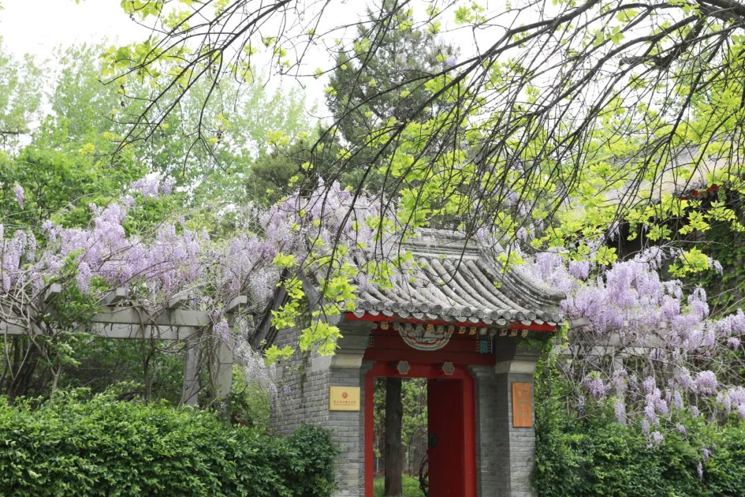 与故事紫藤花瀑布中的学堂见证着这所位于静园青青草地朱门灰瓦"我,閠