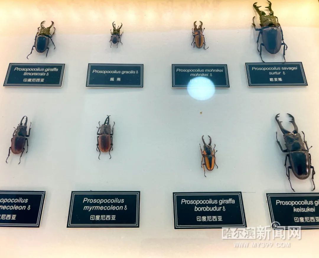 "流动博物馆"进校园 | 省博物馆"昆虫世界中的铠甲勇士—锹甲"走进