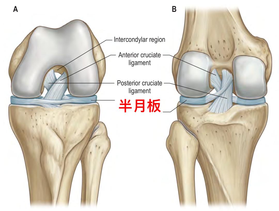 右膝韧带图图片