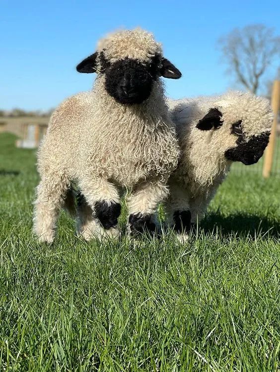 咩我们去瑞士放羊吧