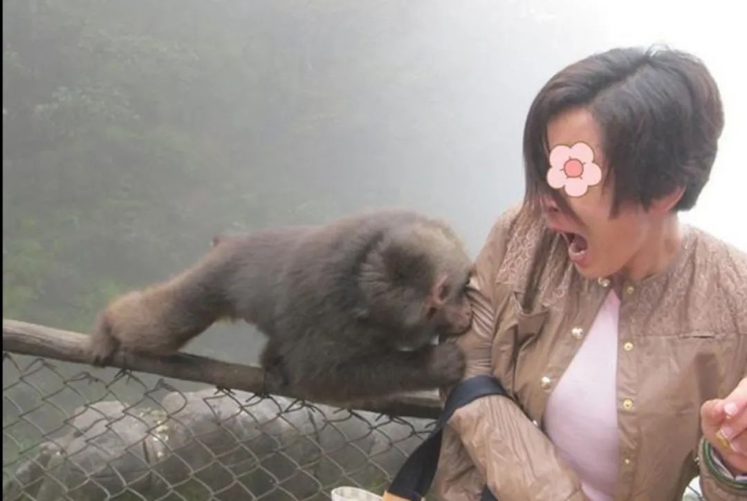 有多少游客被峨眉山的猴子亲过脸