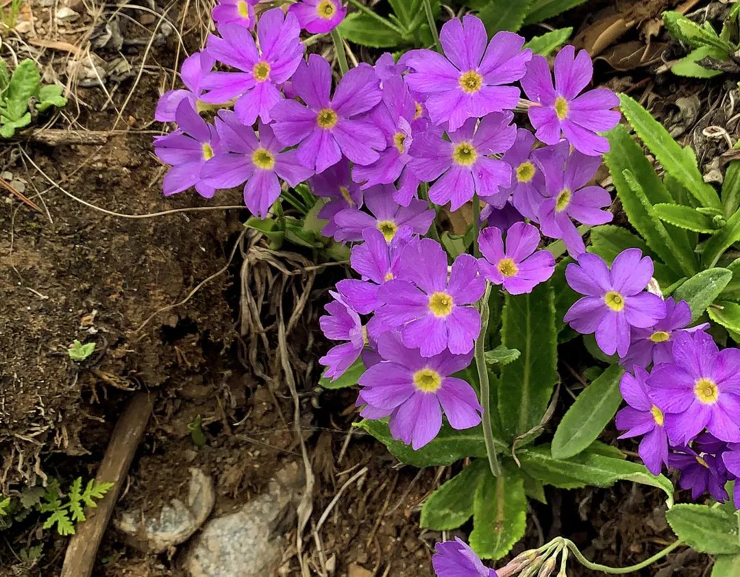 深红如火的报春花,是来自香格里拉的珍宝