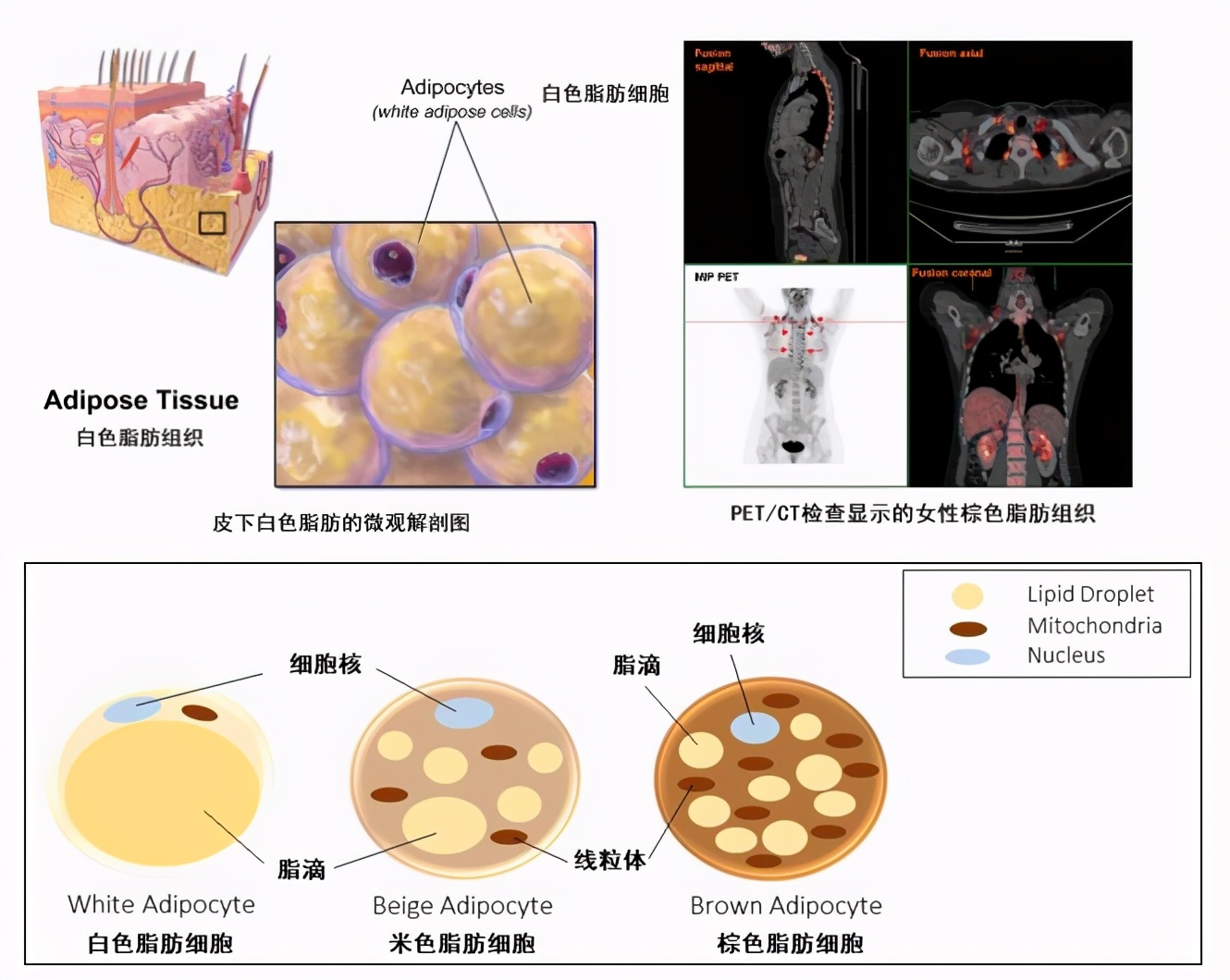 存在於白色脂肪內,形態上介於白色脂肪和棕色脂肪之間,具有可塑性,在