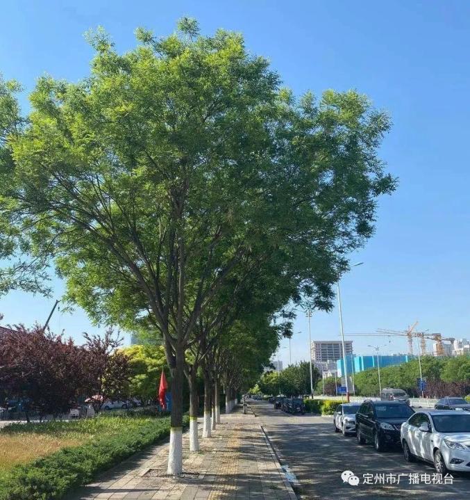 全市所有街道,21110棵树换装!