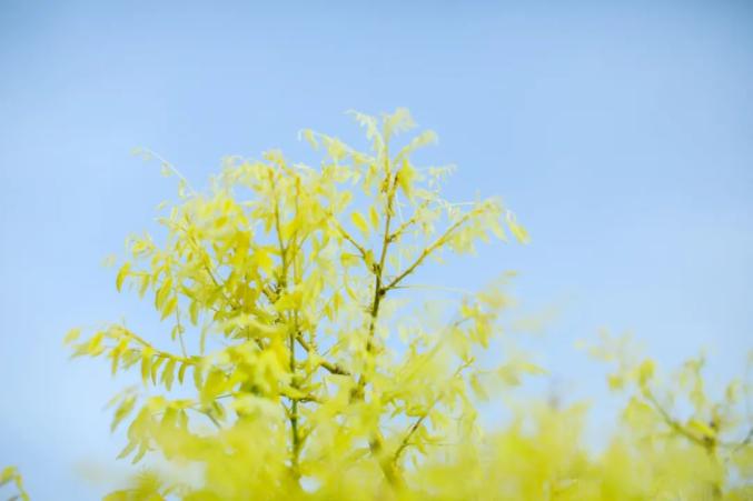 立夏连雨不知春去一晴方觉夏来