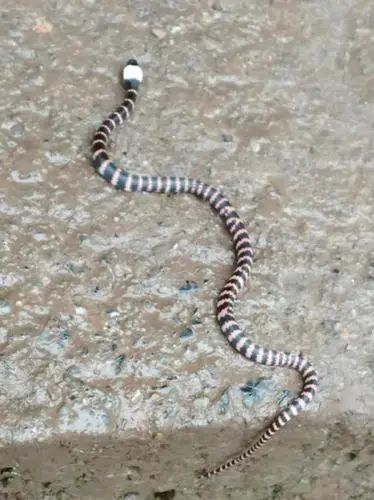 乌蒙山保护区首次发现白环蛇属动物